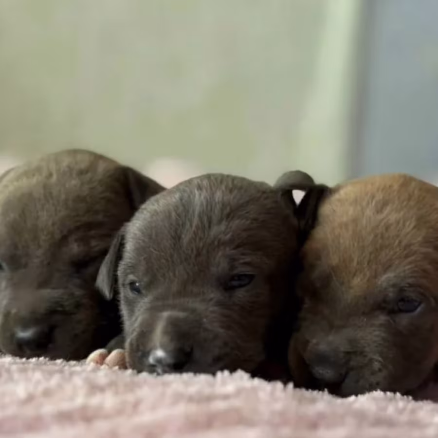 American Pit Bull Terrier Puppies for Sale in Arizona (AZ)