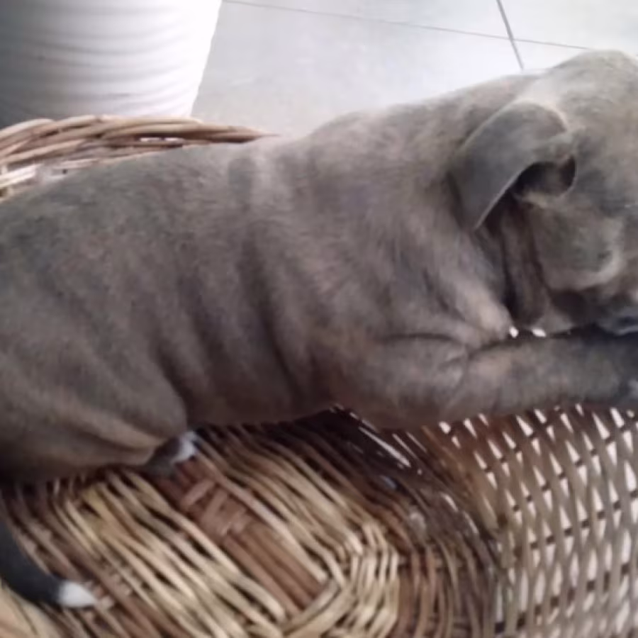 Male & Female Pit Bull Terrier Puppies for Sale in New York (NY)