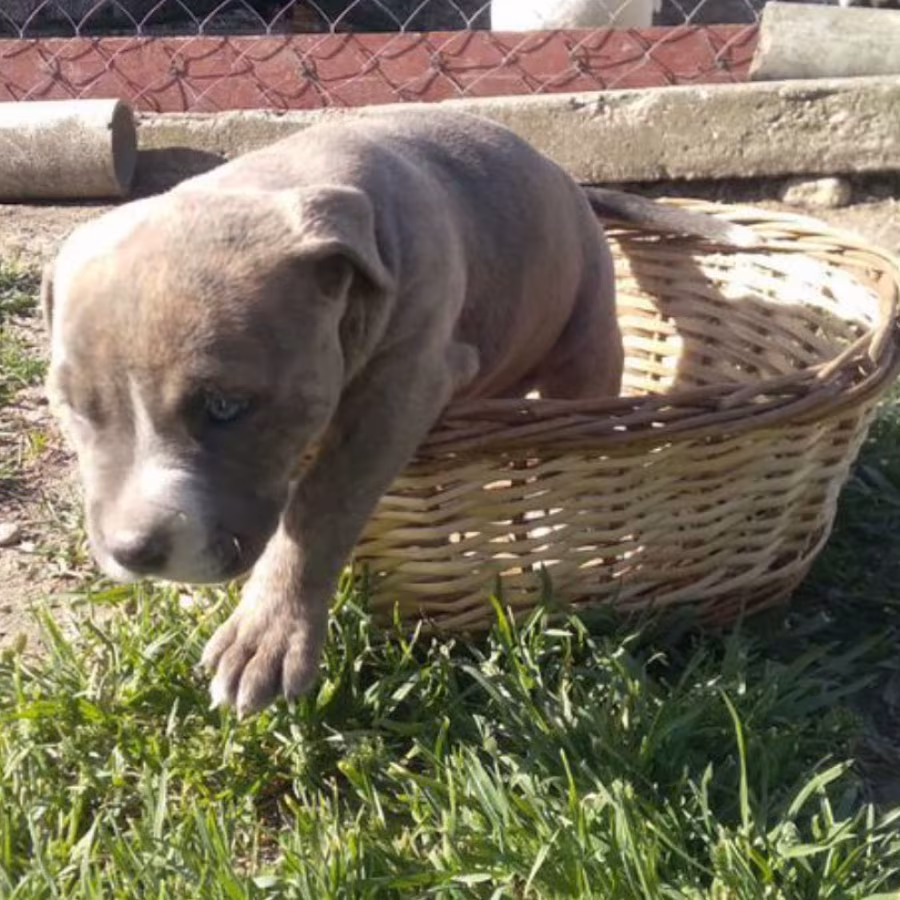 Male & Female Pit Bull Terrier Puppies for Sale in New York (NY)
