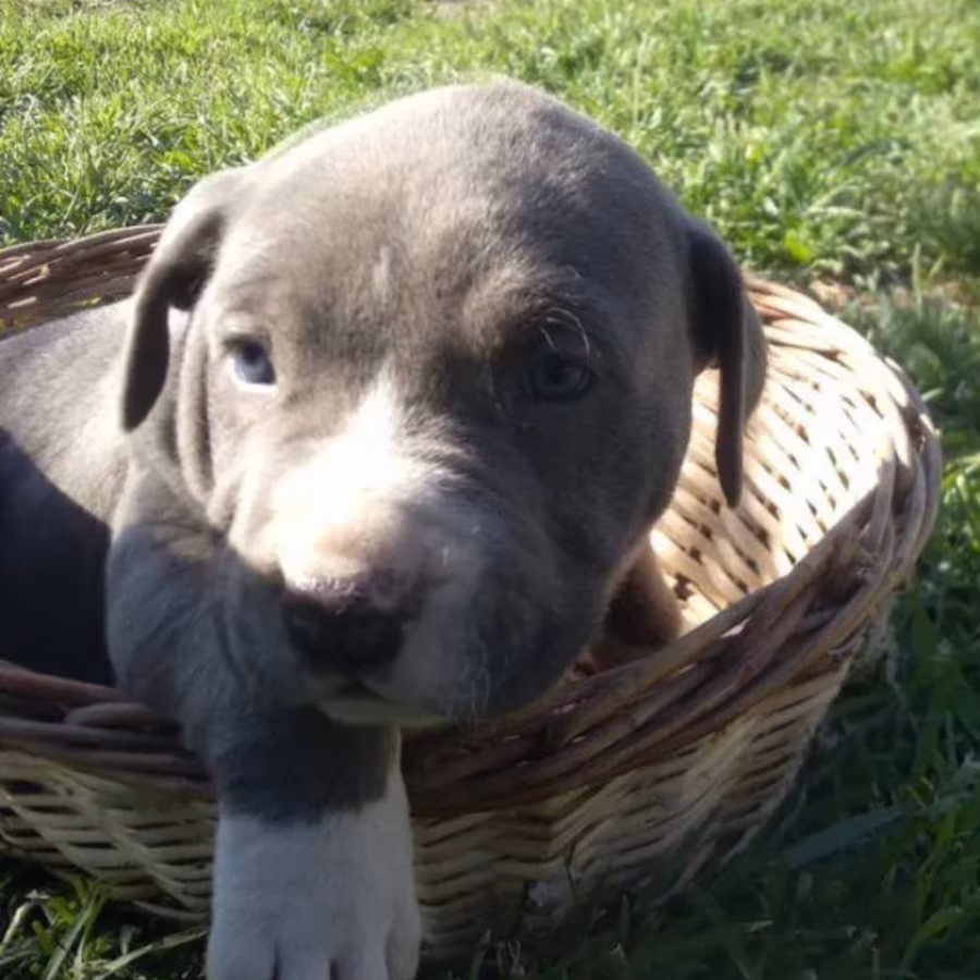 Male & Female Pit Bull Terrier Puppies for Sale in New York (NY)