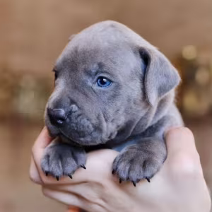 12-Week-Old Female Pit Bull for Sale in Illinois (IL)