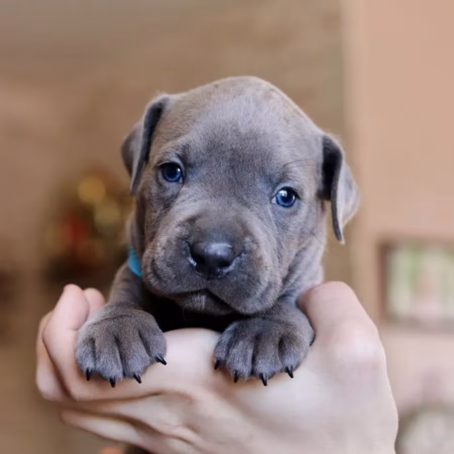 12-Week-Old Female Pit Bull for Sale in Illinois (IL)