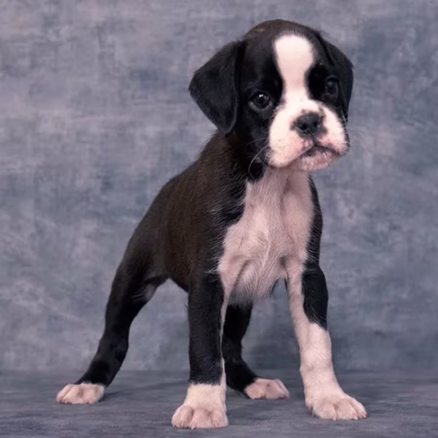 Boxer Puppies for Sale in New York (NY)