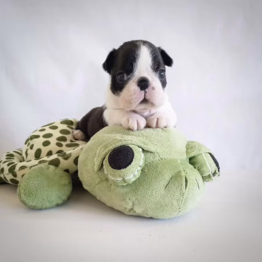 6-Week-Old Boxer Girl Looking for a Home in Florida (FL)