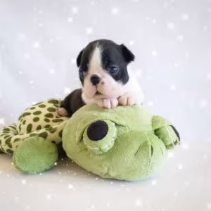 6-Week-Old Boxer Girl Looking for a Home in Florida (FL)
