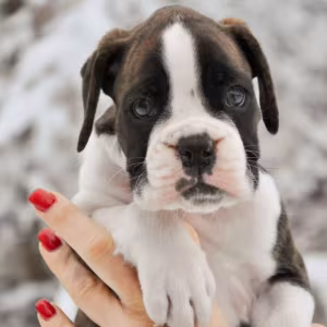 Boxer Puppies Available Reserve Now in Arizona (AZ)