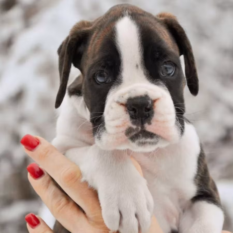 Boxer Puppies Available Reserve Now in Arizona (AZ)