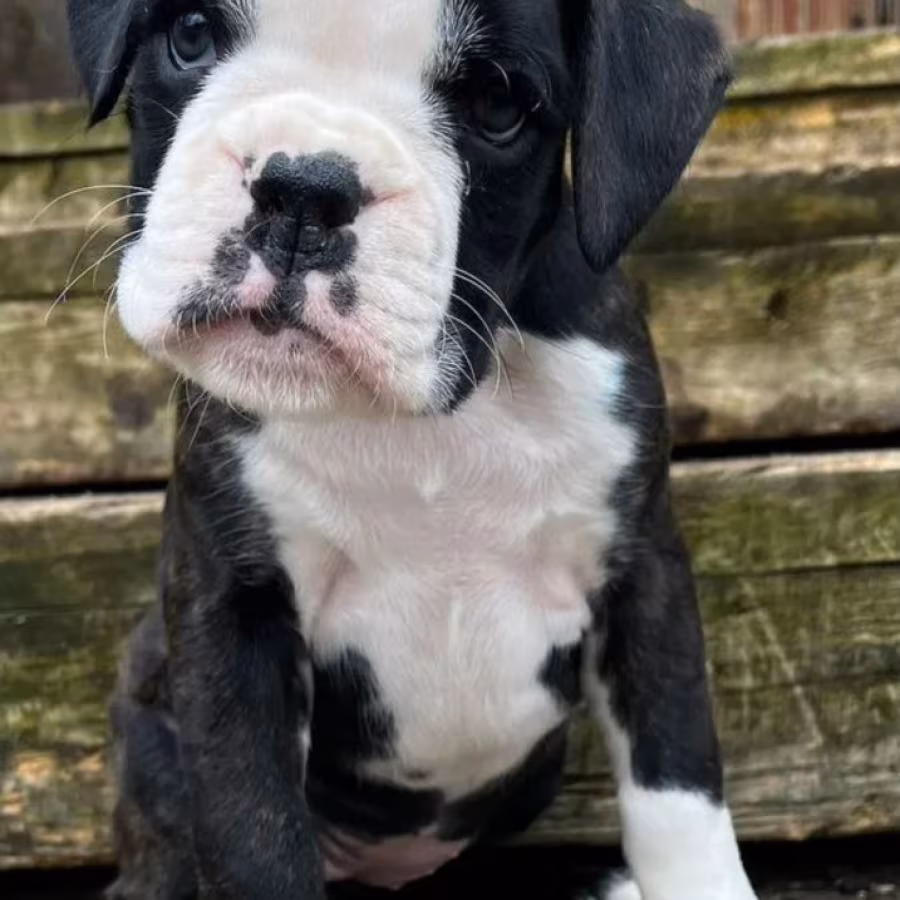 Boxer Puppies Available Reserve Now in Arizona (AZ)
