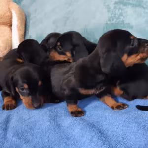 Dachshund Puppies for Sale in Jacksonville, FL, Boys and Girls Avai...