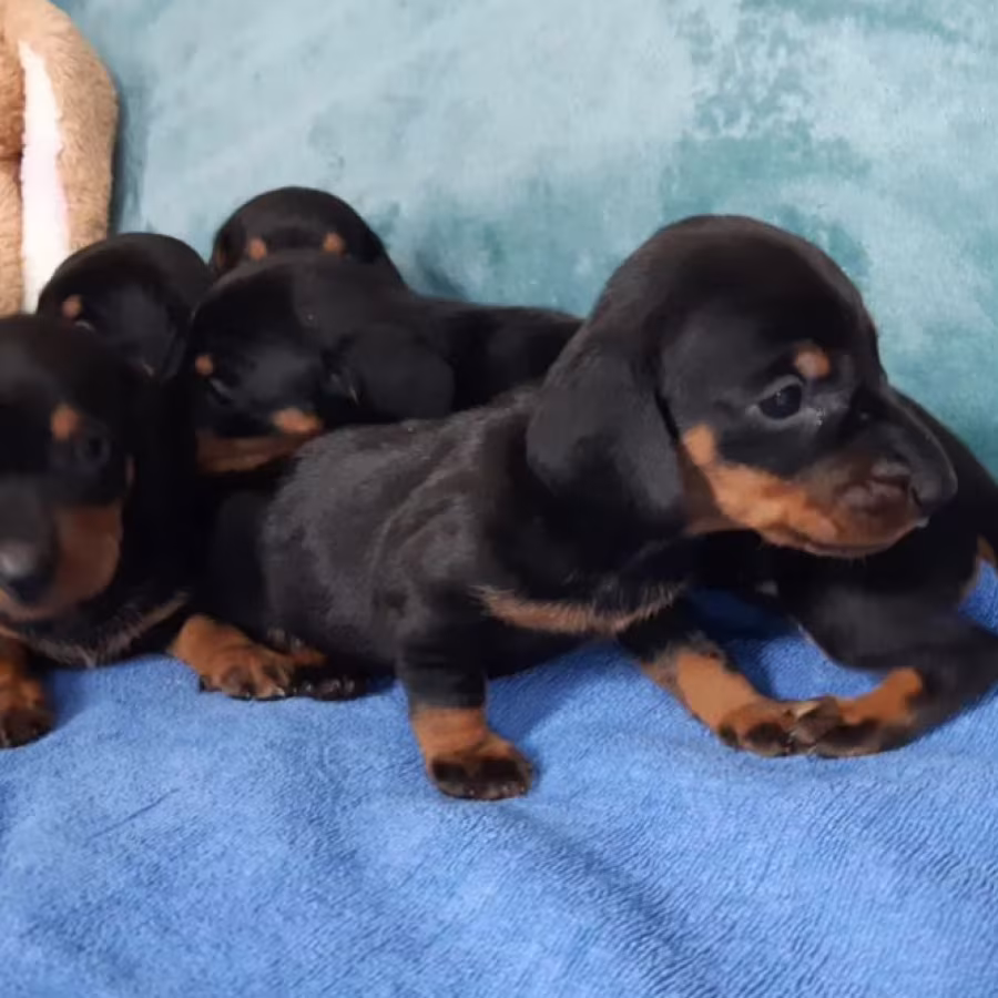 Dachshund Puppies for Sale in Jacksonville, FL, Boys and Girls Avai...