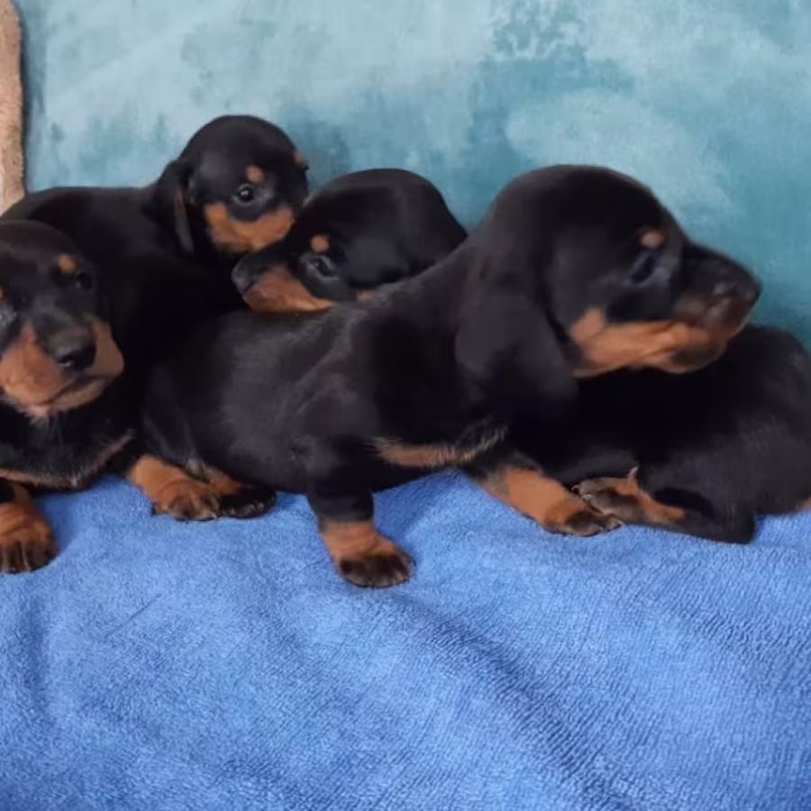 Dachshund Puppies for Sale in Jacksonville, FL, Boys and Girls Avai...