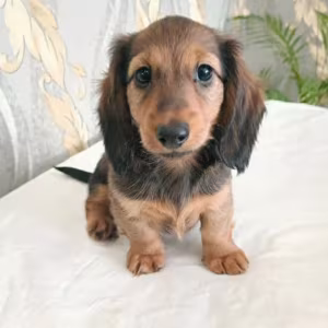 Adorable Dachshund Looking for a Home in Philadelphia, PA