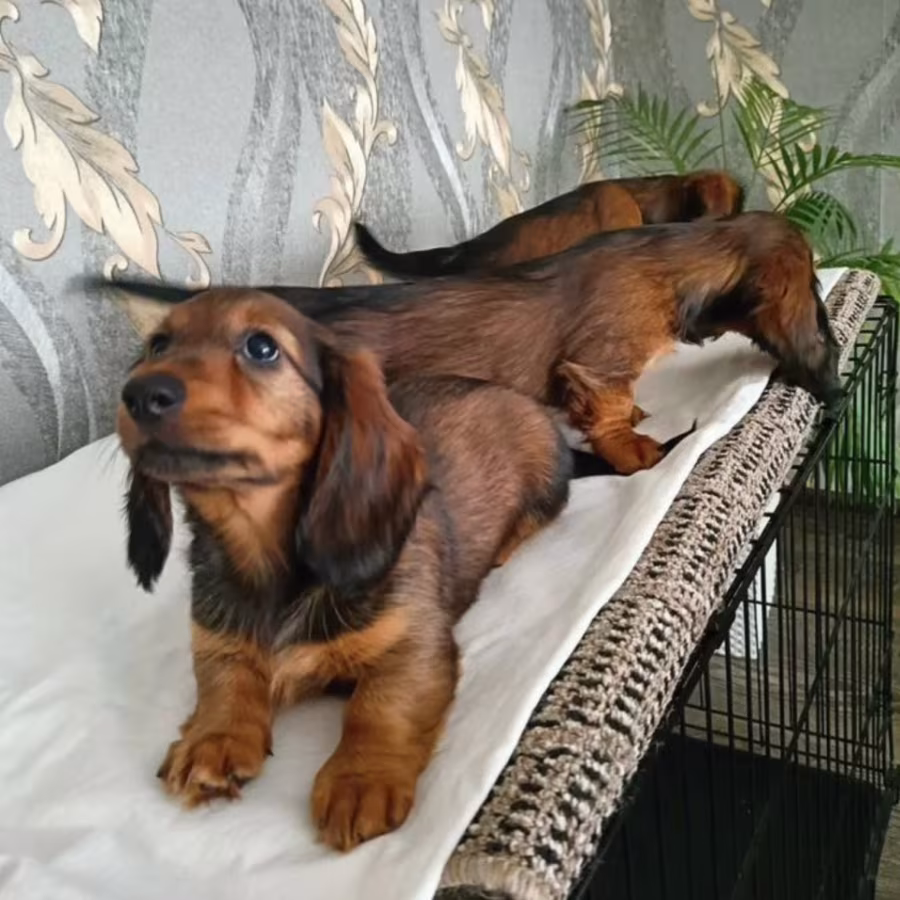 Adorable Dachshund Looking for a Home in Philadelphia, PA