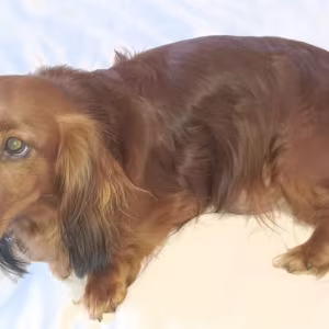 Adorable Dachshund Looking for a Home in Philadelphia, PA
