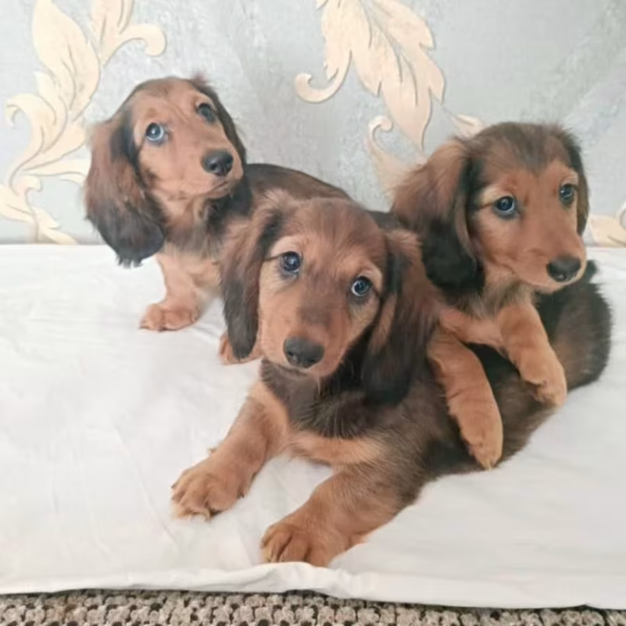 Adorable Dachshund Looking for a Home in Philadelphia, PA