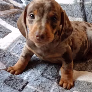 Adorable Dachshund Looking for a Home in Philadelphia, PA