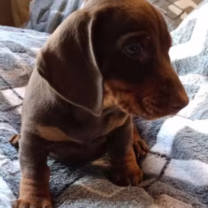 Dachshund Puppy for Sale, Boy, 8 Weeks Old, Fort Worth, TX