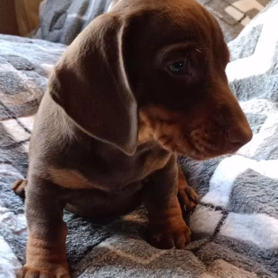 Dachshund Puppy for Sale, Boy, 8 Weeks Old, Fort Worth, TX