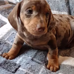Dachshund Puppy for Sale, Boy, 8 Weeks Old, Fort Worth, TX