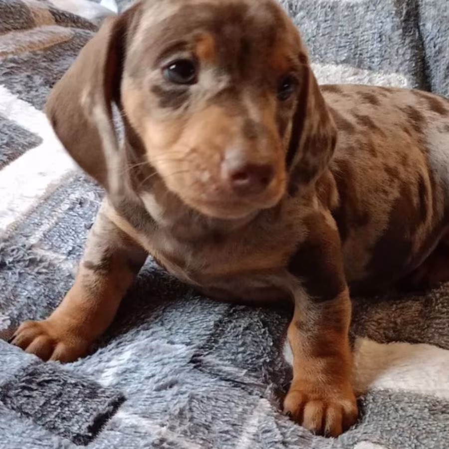 Dachshund Puppy for Sale, Boy, 8 Weeks Old, Fort Worth, TX