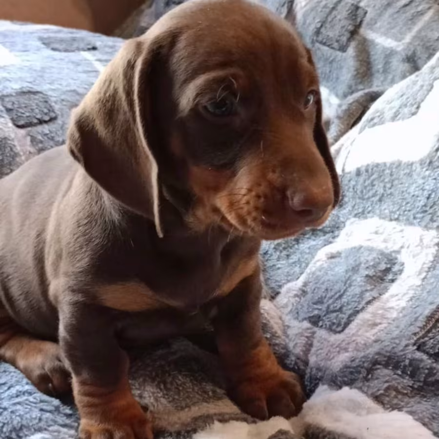 Dachshund Puppy for Sale, Boy, 8 Weeks Old, Fort Worth, TX
