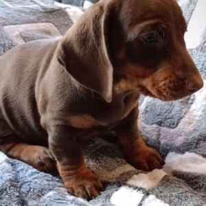 Dachshund Puppy for Sale, Boy, 8 Weeks Old, Fort Worth, TX