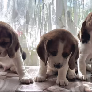 Beagle Puppies for Sale in Florida (FL)