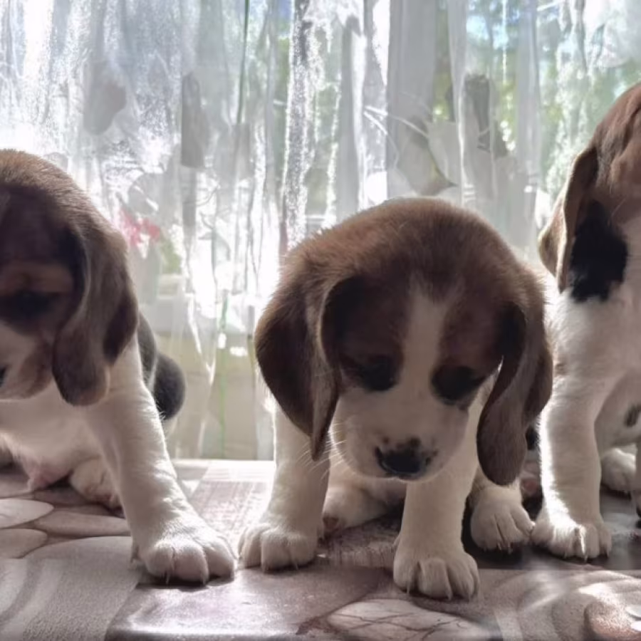 Beagle Puppies for Sale in Florida (FL)