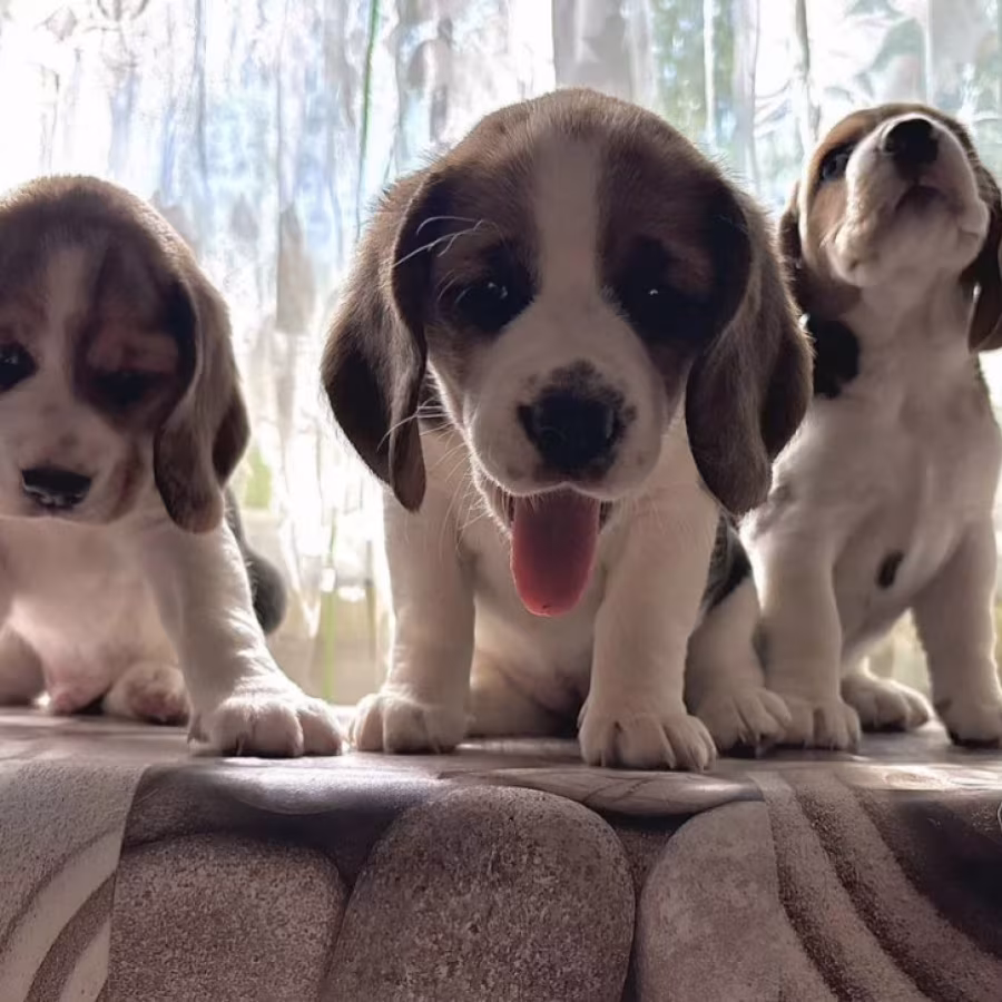 Beagle Puppies for Sale in Florida (FL)