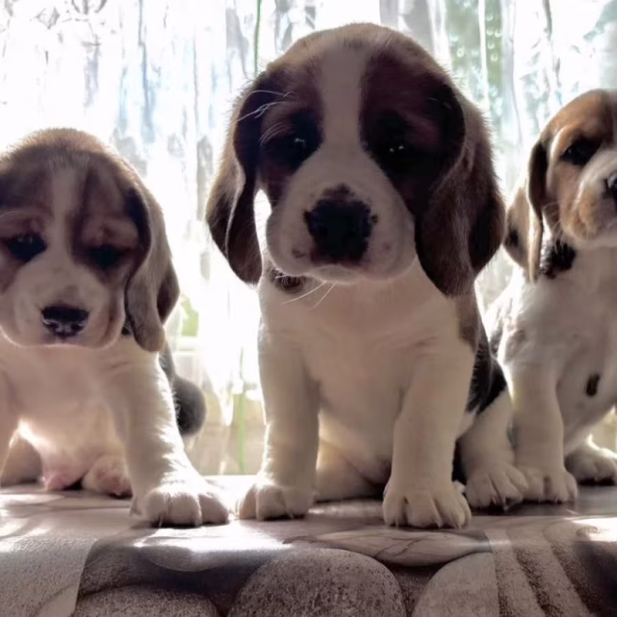 Beagle Puppies for Sale in Florida (FL)
