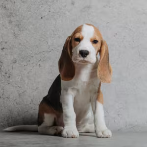 6-Week-Old Beagle Girl for Sale in Phoenix, Arizona (AZ)