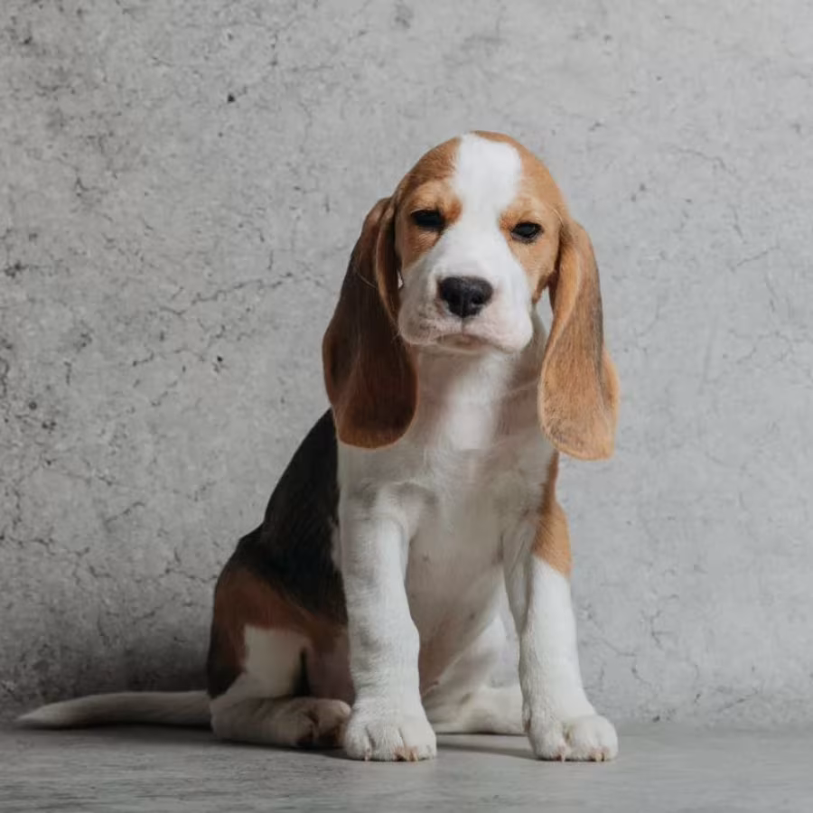 6-Week-Old Beagle Girl for Sale in Phoenix, Arizona (AZ)