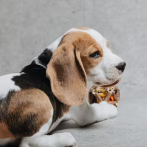 6-Week-Old Beagle Girl for Sale in Phoenix, Arizona (AZ)