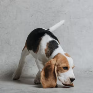 6-Week-Old Beagle Girl for Sale in Phoenix, Arizona (AZ)