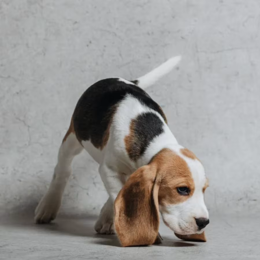 6-Week-Old Beagle Girl for Sale in Phoenix, Arizona (AZ)