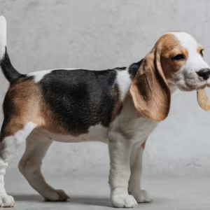 6-Week-Old Beagle Girl for Sale in Phoenix, Arizona (AZ)
