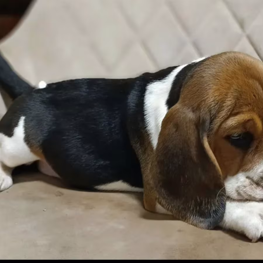 Beagle Brother and Sister Looking for New Homes in the Bronx, New Y...