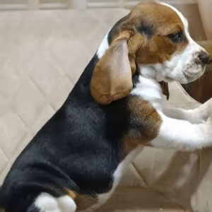 Beagle Brother and Sister Looking for New Homes in the Bronx, New Y...