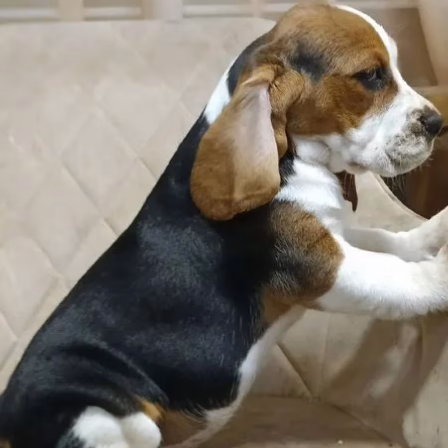 Beagle Brother and Sister Looking for New Homes in the Bronx, New Y...