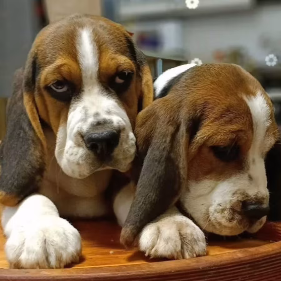 Beagle Brother and Sister Looking for New Homes in the Bronx, New Y...