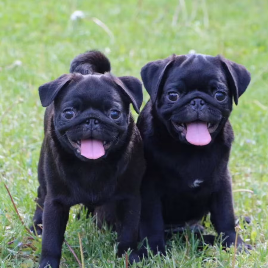 Pug Puppies for Sale in Texas (TX)