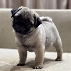 Pug Girl for Sale 12 Weeks Old, Texas (TX)