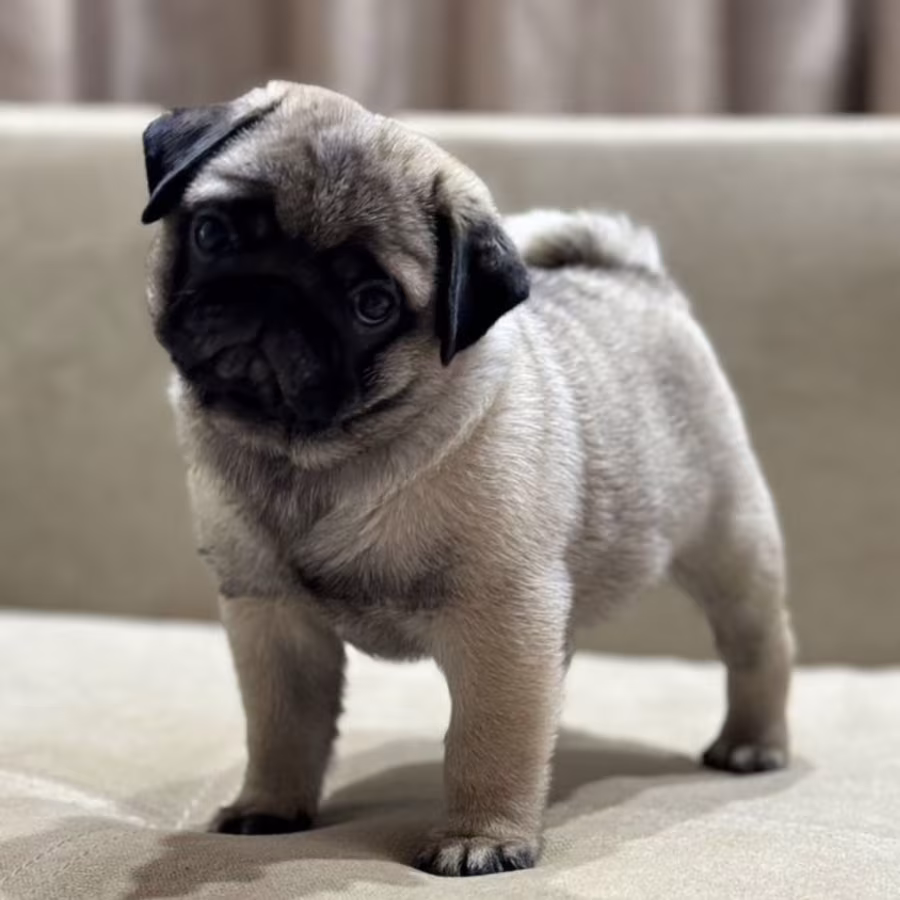 Pug Girl for Sale 12 Weeks Old, Texas (TX)
