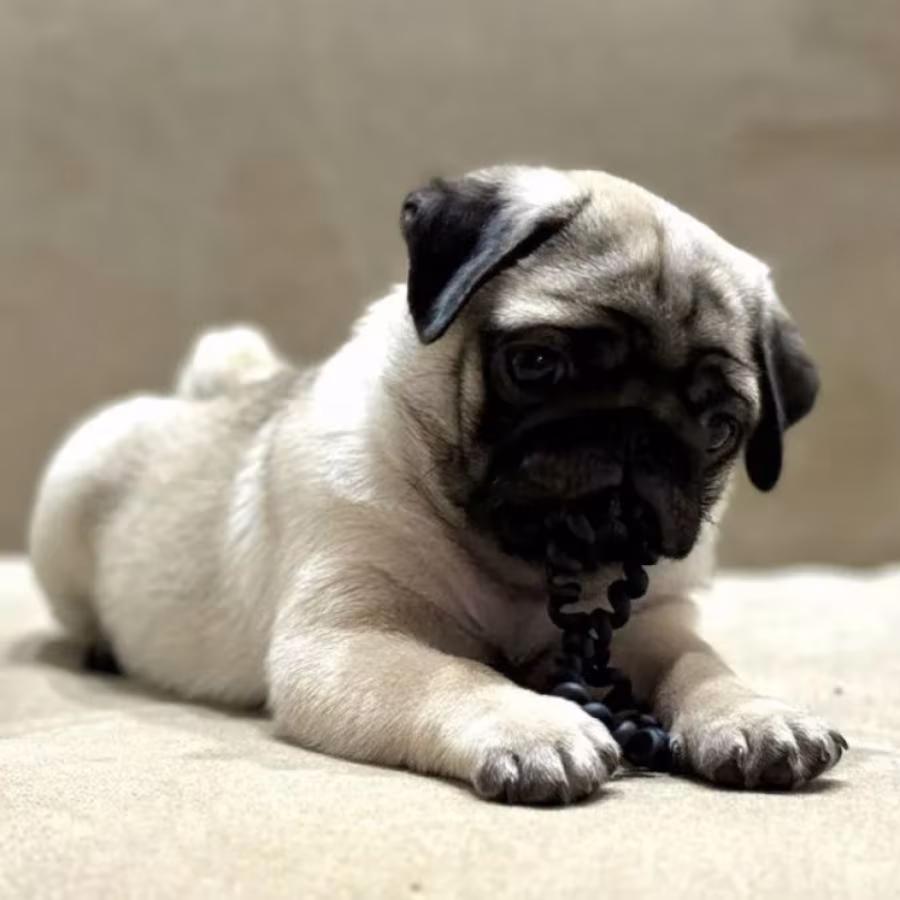 Pug Girl for Sale 12 Weeks Old, Texas (TX)