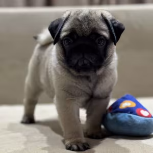 Pug Girl for Sale 12 Weeks Old, Texas (TX)