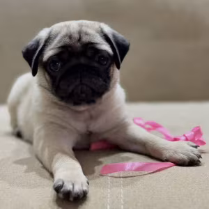 Pug Girl for Sale 12 Weeks Old, Texas (TX)