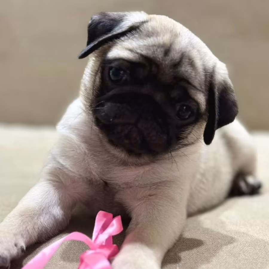 Pug Girl for Sale 12 Weeks Old, Texas (TX)