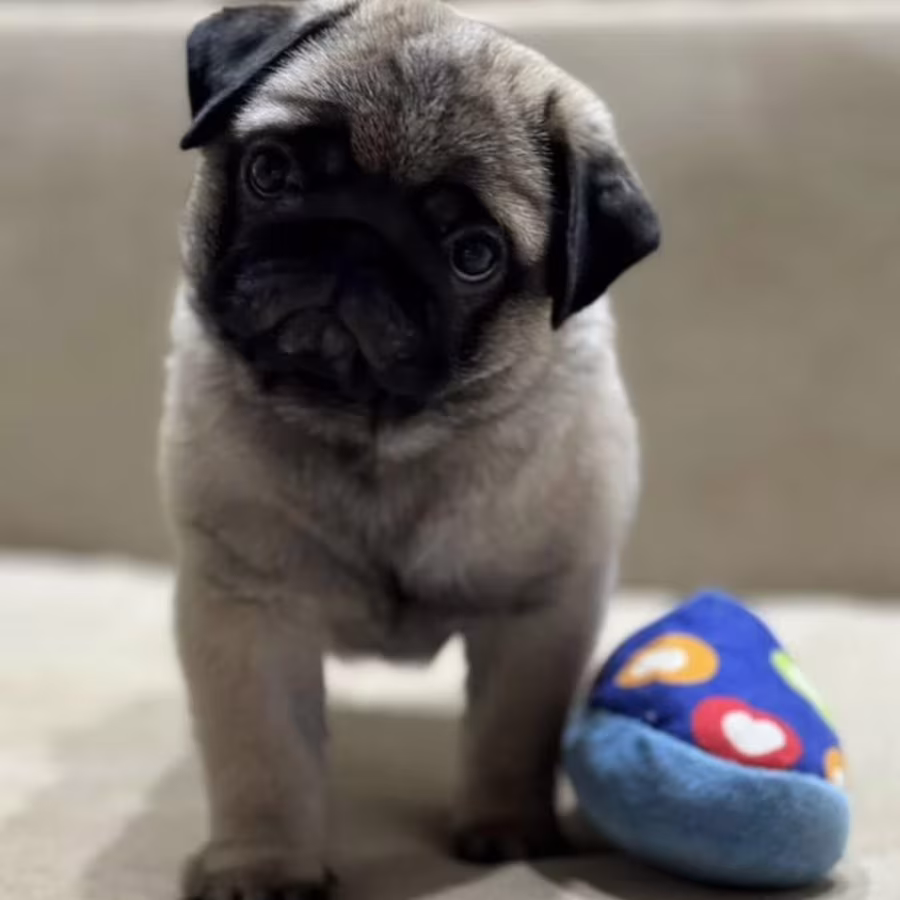 Pug Girl for Sale 12 Weeks Old, Texas (TX)