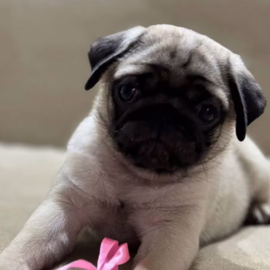 Pug Girl for Sale 12 Weeks Old, Texas (TX)