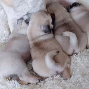Pug Puppies Ready for Reservation Males and Females Available in Sa...